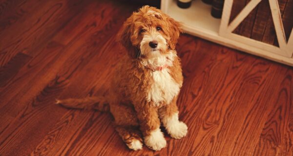 English Golden Retrievers: The Perfect Family Companion