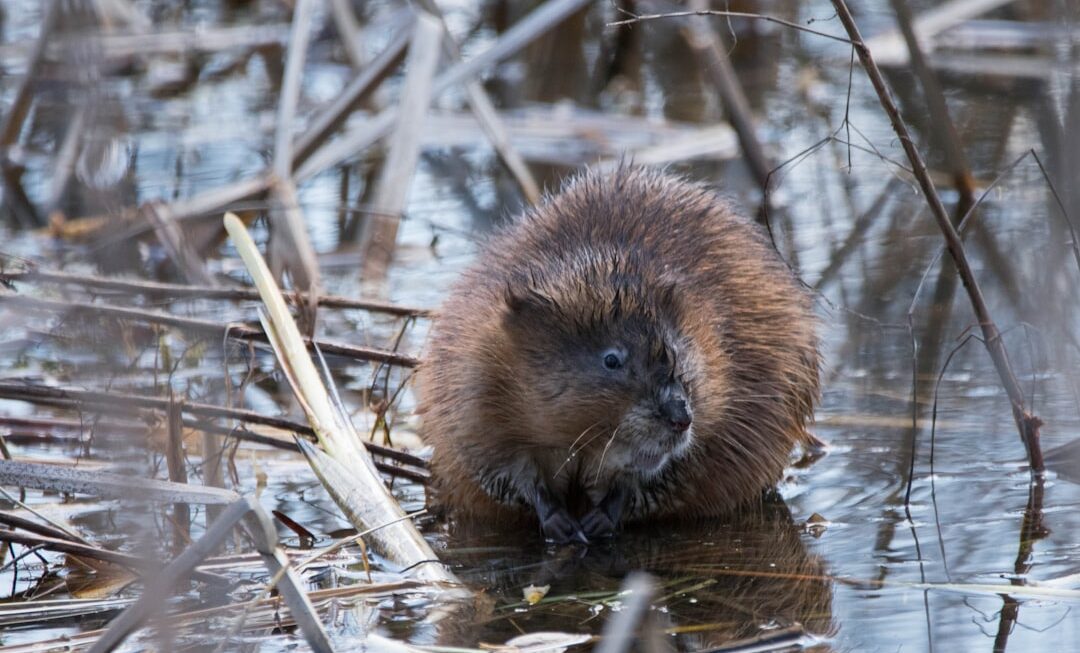 Photo Image: Rodent Nouns: Nibbler, Rodent