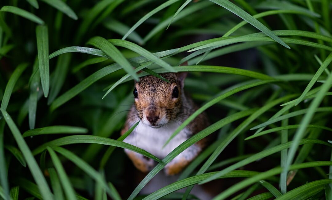 Photo Image: Rodent Nouns: Nibbler, Rodent