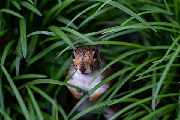 Nibbling Away: How Nibbler Can Help You Snack Healthily